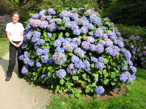 Hortensien in Trelissick Garden
